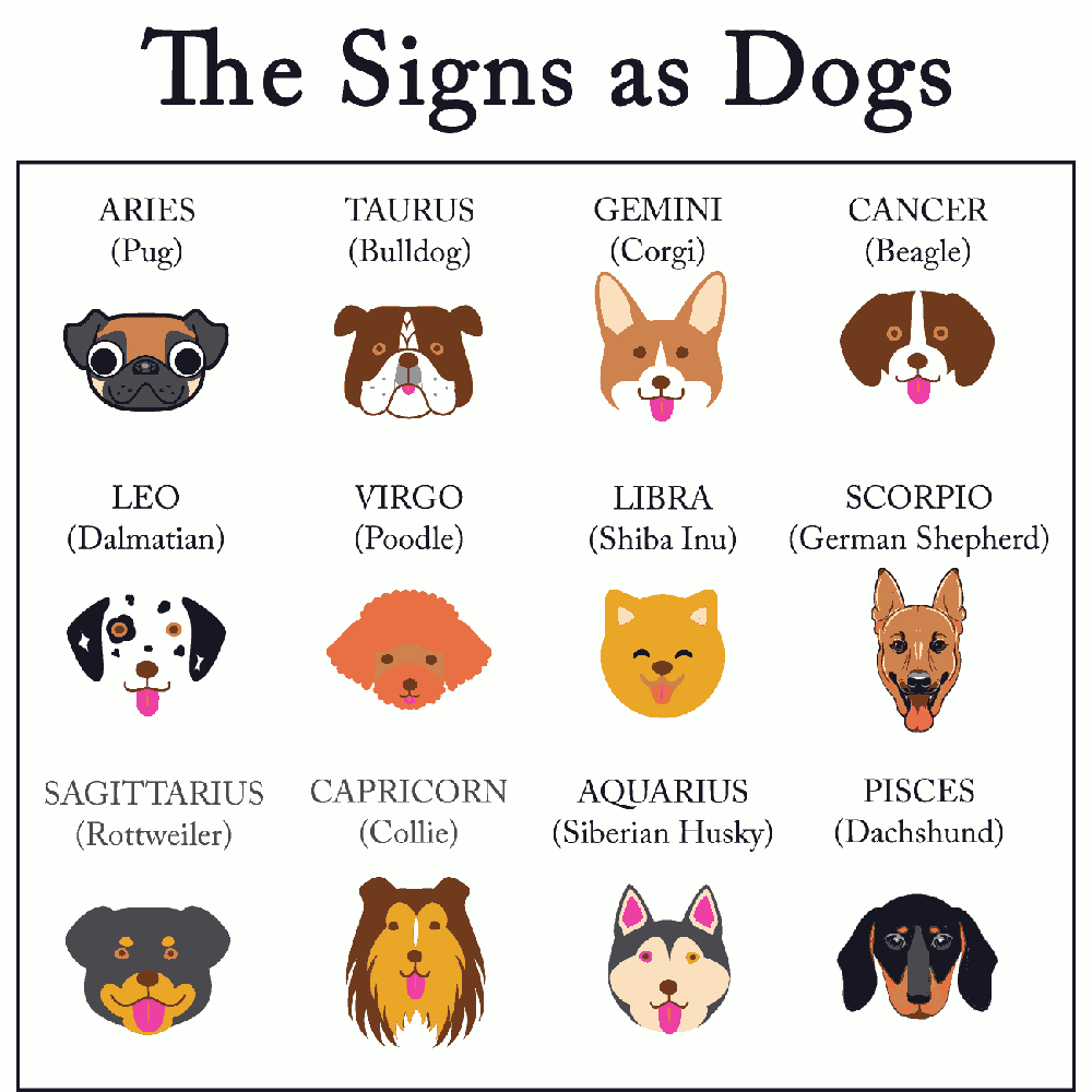 zodiac signs as dogs in zodiac meme